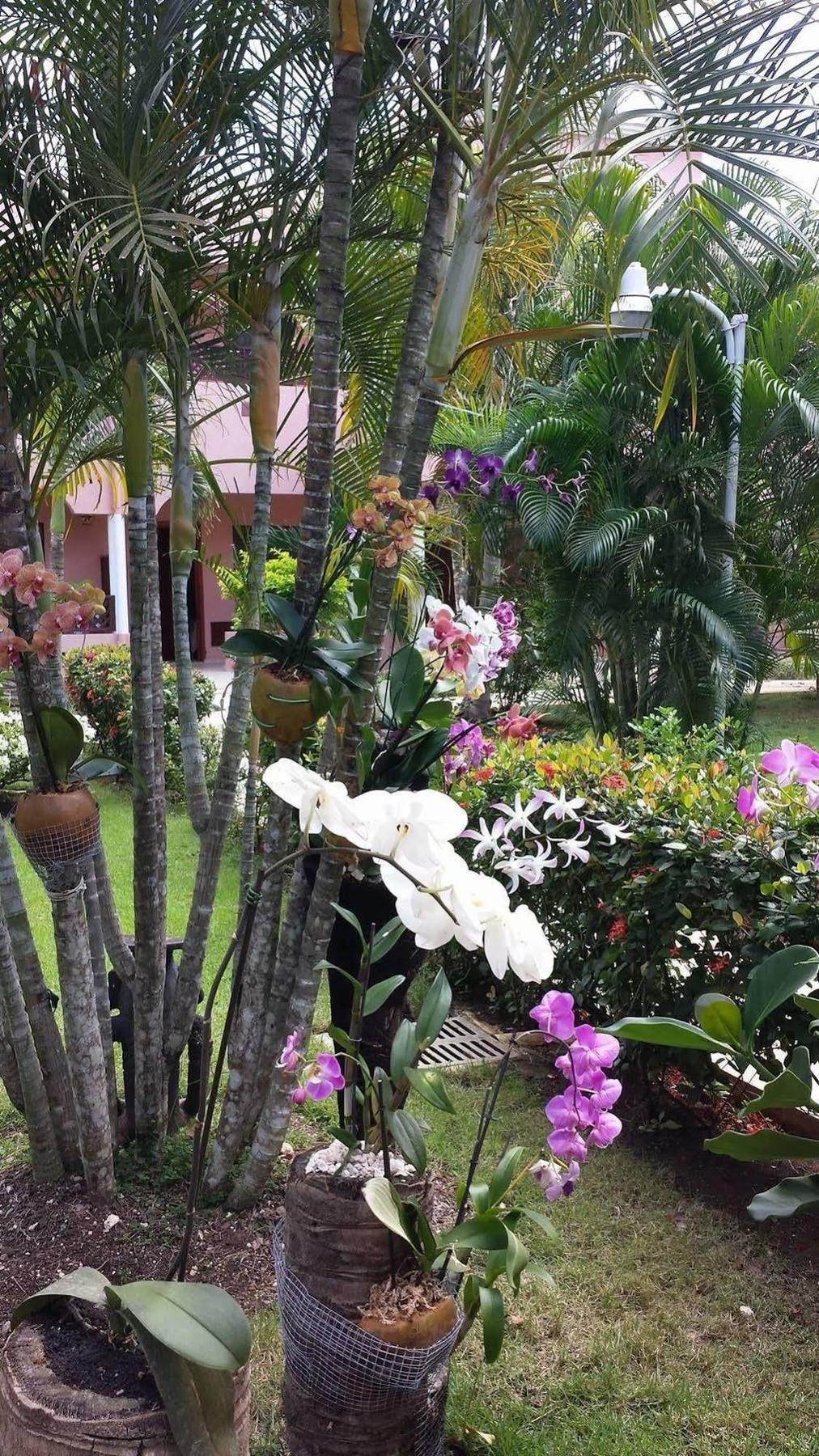 Soficu Hotel El Eden Dominicus Баяхибе Екстериор снимка